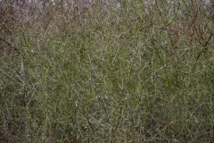 Upscaled with Gigapixel v1.0.2. 5976x3988 => 2048x1367 (0.342704x) @ 118 ppcm Model: Standard V2, denoise: 1, sharpen: 0.25742382761849086, decompression: 0.6769784288804319