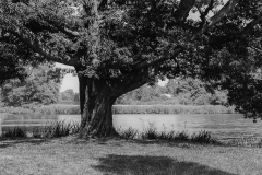 Woerlitzer_Park_14_von_30 Woerlitzer_Park_14_von_30