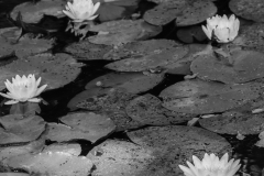 Woerlitzer_Park_16_von_30 Woerlitzer_Park_16_von_30