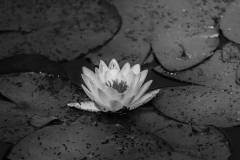 Woerlitzer_Park_17_von_30 Woerlitzer_Park_17_von_30