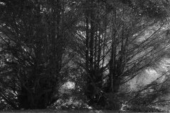 Woerlitzer_Park_20_von_30 Woerlitzer_Park_20_von_30