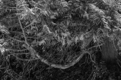 Woerlitzer_Park_21_von_30 Woerlitzer_Park_21_von_30