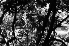 Woerlitzer_Park_25_von_30 Woerlitzer_Park_25_von_30