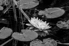 Woerlitzer_Park_2_von_30 Woerlitzer_Park_2_von_30