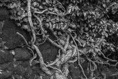 Woerlitzer_Park_8_von_30 Woerlitzer_Park_8_von_30