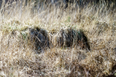 Terrain-vague-13-1024