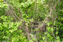 Terrain-vague-41-1024 Terrain-vague-41-1024